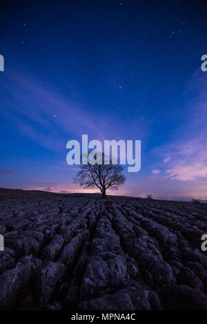 Ein einsamer Baum unter Kalkstein Pflaster auf den Hügeln über dem Dorf Malham in den Yorkshire Dales Stockfoto