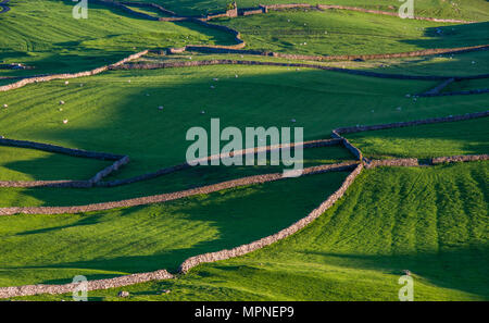 Ein Patchwork aus Steinen ummauerten Felder auf den Hügeln oberhalb von Ingleton in den Yorkshire Dales in der späten Nachmittagssonne gefangen Stockfoto