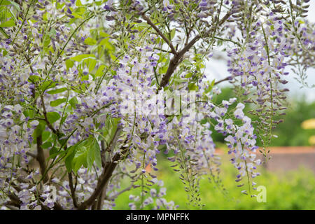 Wisteria sinensis. Chinesische Wisteria an RHS Wisley Gardens. Surrey. England Stockfoto