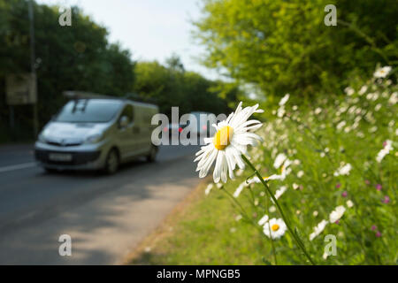 Margeriten, Leuchanthemum vulgare, wachsende Neben dem Bürgersteig auf einem grasbewachsenen Bank an einer stark befahrenen Straße in einer ländlichen Gemeinde. North Dorset England UK Stockfoto