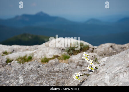 Weiße Blumen wachsen aus den Felsen, mit Bergen in einer unscharfen Abstand. Entlang der Via Dinarica getroffen, im Naturschutzgebiet Bijele stijene, Kroatien. Stockfoto