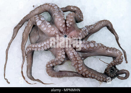 Frische Octopus auf dem Eis Stockfoto