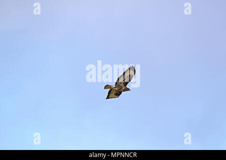 Oder Mäusebussard Buteo buteo oder poiana raptor Segelfliegen in Flug in Italien Stockfoto