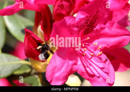 Biene auf der Suche nach Pollen in Rhododendron Blumen Stockfoto