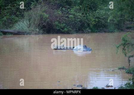 Yala National Park/Sri Lanka - April 7, 2018: Buffalo liegt in einem kleinen Teich. Stockfoto