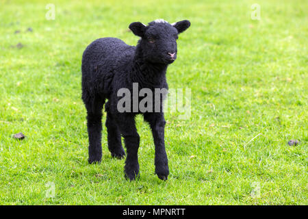 Schwarz Herdwick Lamm in Feld im Lake District Stockfoto