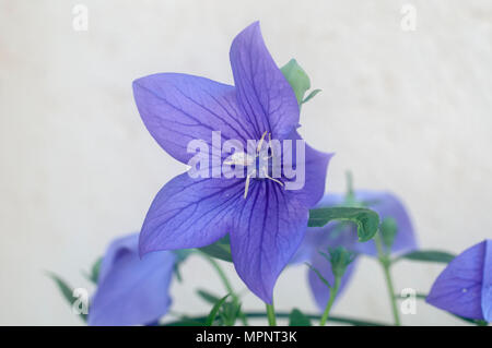 Ballon Blumen (Platycodon Grandiflorus). Diese Blume ist in Nordostasien einschließlich China, Ostsibirien, Korea und Japan. Die Wurzel wird verwendet Stockfoto