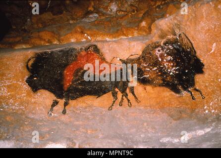 Altsteinzeit Höhle - Malerei von Bison von Lascaux, Frankreich. c 50.000-c 10.000 BC. Artist: Unbekannt. Stockfoto