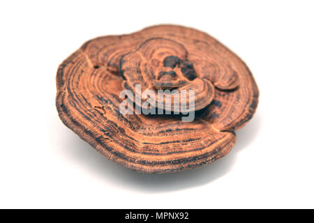 Daedaleopsis confragosa Pilz, wie die dünnwandige Labyrinth polypore oder das Erröten Halterung bekannt Stockfoto