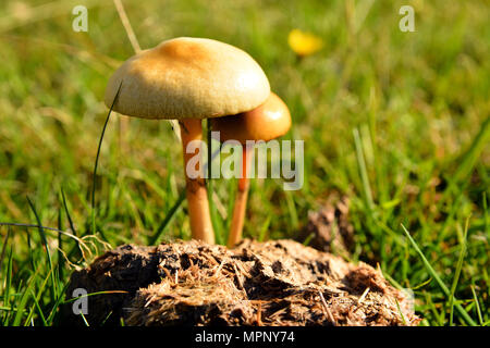 Protostropharia semiglobata Pilz bekannt als der Mist roundhead oder der hemisphärischen stropharia Stockfoto