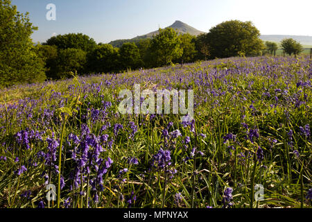 Bluebells im Frühjahr an Roseberry Topping in der Nähe von Great Ayton, North York Moors National Park, North Yorkshire, England, Großbritannien Stockfoto