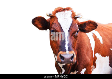 Kuh mit schönen Augen auf weißem Hintergrund Stockfoto