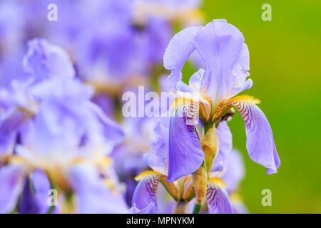 Blue Iris mit grünem Hintergrund Stockfoto