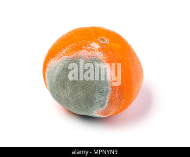Verschimmelte mandarine auf weißem Hintergrund Stockfoto