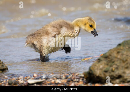 London, Großbritannien. 23. Mai 2018. Eine Kanada Gans gosling am Ufer der Themse in der Nähe von Wapping in London bei sonnigem Wetter im Frühling. Credit: Vickie Flores/Alamy leben Nachrichten Stockfoto