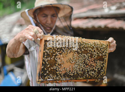 Wangqing. 22. Mai, 2018. Liu Zailong prüft den Bienenstock an Dongtai Dorf Wangqing County im Nordosten Chinas in der Provinz Jilin, 22. Mai 2018. Liu Zailong, in seinen 80ern, arbeitet als imker Einkommen zu erhöhen, wie das Dorf listen Imkerei als einer der Armut - Armutsbekämpfung Projekte. Credit: Xu Chang/Xinhua/Alamy leben Nachrichten Stockfoto