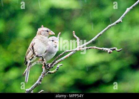 24. Mai 2018. UK Wetter. Ein paar House Spatzen sitzen in der Regen während eines nassen Nachmittag in East Sussex, UK. Credit: Ed Brown/Alamy leben Nachrichten Stockfoto