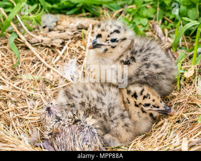 Craigleith Insel, 24. Mai 2018. Firth-of-Forth, Schottland, Großbritannien. In der Nähe von Frisch geschlüpfte Küken Silbermöwe, Larus argentatus Stockfoto