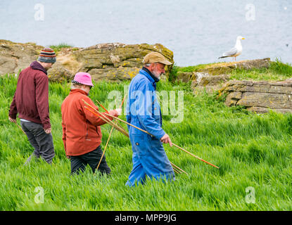 Puffin burrow zählen, Craigleith Insel, 24. Mai 2018. Firth-of-Forth, Schottland, Großbritannien. Das 5. jährliche Erhebung der Papageitaucher Burrows fand auf der Insel. Puffin Zahlen sind rückläufig. Der Scottish Seabird Centre, North Berwick, spielt eine wichtige Rolle in einem nationalen zählen. Die ganze Insel ist systematisch angebunden und durch eine Linie von Mitarbeitern und Freiwilligen zählen Burrows gefegt. Monitor Seiten sind verdübelt und Burrows beobachtet, um herauszufinden, wie viele verwendet werden; die Daten werden hochgerechnet Insgesamt für die gesamte Insel zu geben. Freiwillige zählen Papageitaucher Burrows Stockfoto