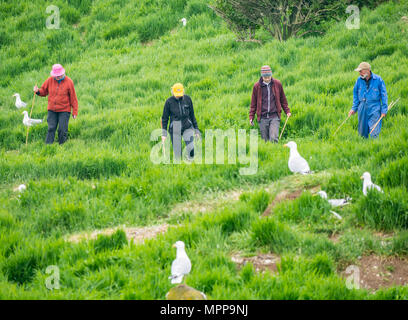 Puffin burrow zählen, Craigleith Insel, 24. Mai 2018. Firth-of-Forth, Schottland, Großbritannien. Das 5. jährliche Erhebung der Papageitaucher Burrows fand auf der Insel. Puffin Zahlen sind rückläufig. Der Scottish Seabird Centre, North Berwick, spielt eine wichtige Rolle in einem nationalen zählen. Die ganze Insel ist systematisch angebunden und durch eine Linie von Mitarbeitern und Freiwilligen zählen Burrows gefegt. Monitor Seiten sind verdübelt und Burrows beobachtet, um herauszufinden, wie viele verwendet werden; die Daten werden hochgerechnet Insgesamt für die gesamte Insel zu geben. Freiwillige zählen Papageitaucher Burrows Stockfoto