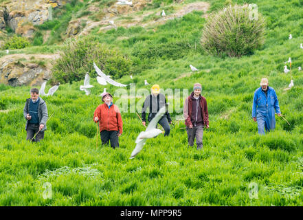 Puffin burrow zählen, Craigleith Insel, 24. Mai 2018. Firth-of-Forth, Schottland, Großbritannien. Das 5. jährliche Erhebung der Papageitaucher Burrows fand auf der Insel. Puffin Zahlen sind rückläufig. Der Scottish Seabird Centre, North Berwick, spielt eine wichtige Rolle in einem nationalen zählen. Die ganze Insel ist systematisch angebunden und durch eine Linie von Mitarbeitern und Freiwilligen zählen Burrows gefegt. Monitor Seiten sind verdübelt und Burrows beobachtet, um herauszufinden, wie viele verwendet werden; die Daten werden hochgerechnet Insgesamt für die gesamte Insel zu geben. Freiwillige zählen Papageitaucher Burrows Stockfoto