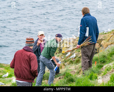 Puffin burrow zählen, Craigleith Insel, 24. Mai 2018. Firth-of-Forth, Schottland, Großbritannien. Das 5. jährliche Erhebung der Papageitaucher Burrows fand auf der Insel. Puffin Zahlen sind rückläufig. Der Scottish Seabird Centre, North Berwick, spielt eine wichtige Rolle in einem nationalen zählen. Die ganze Insel ist systematisch angebunden und durch eine Linie von Mitarbeitern und Freiwilligen zählen Burrows gefegt. Monitor Seiten sind verdübelt und Burrows beobachtet, um herauszufinden, wie viele verwendet werden; die Daten werden hochgerechnet Insgesamt für die gesamte Insel zu geben. Eine Überwachung vor Ort Stockfoto