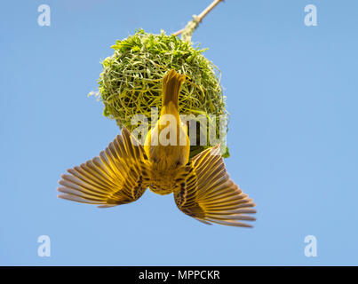 Afrika, Namibia, Weber Vogel auf Nest, Ploceidae Stockfoto