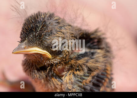 Juvenile Schwarzkehlchen thront auf der Hand. Stockfoto
