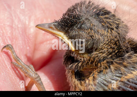 Schwarzkehlchen Hatchling" auf Seite Stockfoto