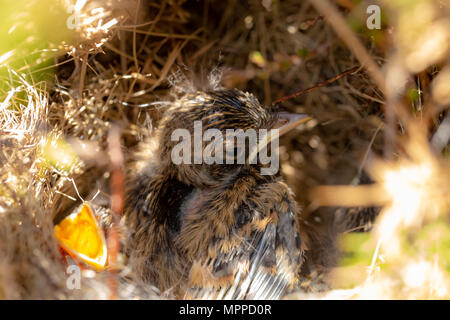 Nahaufnahme Foto von schwarzkehlchen Küken in Nest Stockfoto
