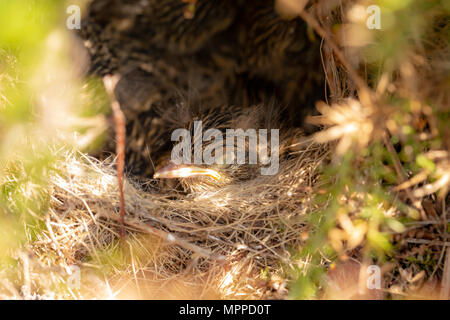 Nahaufnahme Foto eines Schwarzkehlchen Küken im Nest, die innerhalb einer ginster Bush versteckt war. Stockfoto