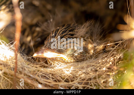 Nahaufnahme Foto eines Schwarzkehlchen Küken im Nest, die innerhalb einer ginster Bush versteckt war. Stockfoto