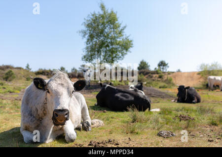 Kuhherde setzte sich das Kauen von cud Canford Heide mit nur einem Britischen weißen im Fokus im Vordergrund von der Mitte. Stockfoto