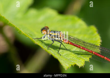 Profil Nahaufnahme eines weiblichen Große Rote damselfly hocken auf Blatt. Stockfoto