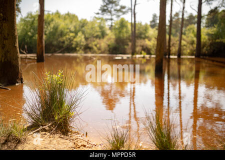 Wald See Szene mit segge Gräser auf Wasser im Fokus im Vordergrund und Wasser und Bäumen unscharf im Hintergrund. Stockfoto