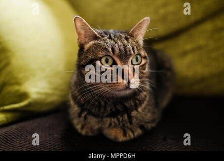 Portrait von tabby Katze auf der Couch liegen Stockfoto