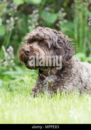 Cockerpoo Hund in einem Garten in Surrey, Großbritannien Stockfoto