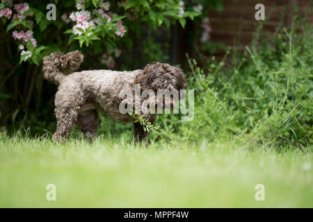 Cockerpoo Hund in einem Garten in Surrey, Großbritannien Stockfoto