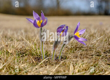 Östlichen Küchenschelle, Pulsatilla patens Stockfoto