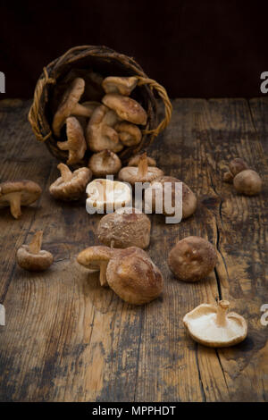 Organische Shitake Pilze auf dunklem Holz Stockfoto