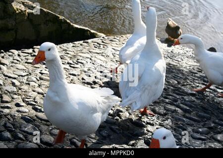 Gänse außerhalb Cahir Castle, Fluss Suir, Stadt Cahir, County Tipperary, Irland Stockfoto