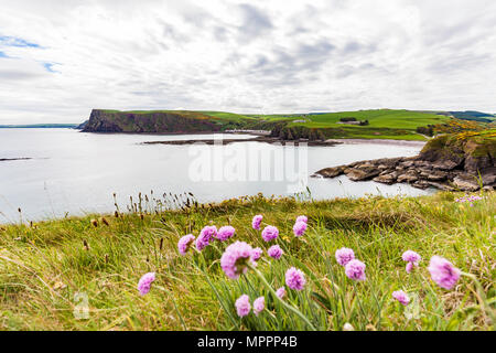 Aberdeenshire, Schottland, Küste in der Nähe von Pennan Stockfoto