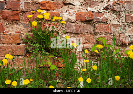 Löwenzahn auf dem Hintergrund einer alten Mauer. Schöner Frühling Blumen in der Stadt. Stockfoto