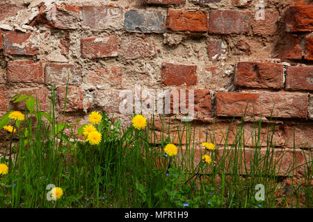 Löwenzahn auf dem Hintergrund einer alten Mauer. Schöner Frühling Blumen in der Stadt. Stockfoto