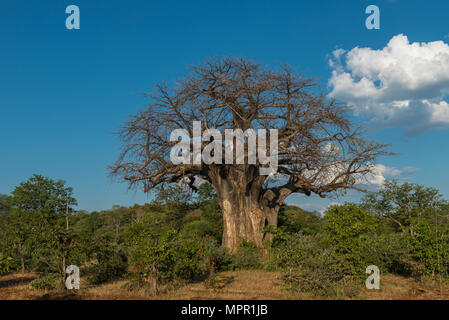 Babobab Baum in der Makuleke Vertrag Park, Northern Kruger National Park Stockfoto