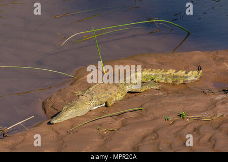 Nilkrokodil Sonnenbaden auf den Luvuvhu Fluss in Südafrika Stockfoto