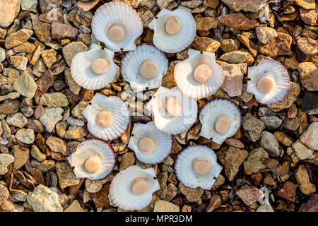 Frische japanische Jakobsmuschel (Chlamys nippo - nensisi) an der Küste des Japanischen Meeres, Pazifischer Ozean Stockfoto