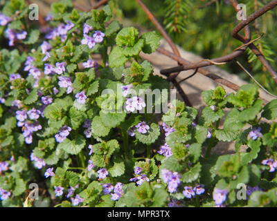 Glechoma hederacea Syn. Glechoma hederacea Nepeta Nepeta, - Efeu, Gill-über-den-Boden, kriecht Charlie, alehoof, tunhoof, catsfoot, Feld bal Stockfoto