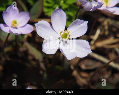 Jeffersonia dubia in Blüte – blasslavendelblaue Frühlingsblumen mit gelben Staubblättern, mehrjährige Waldpflanze Stockfoto
