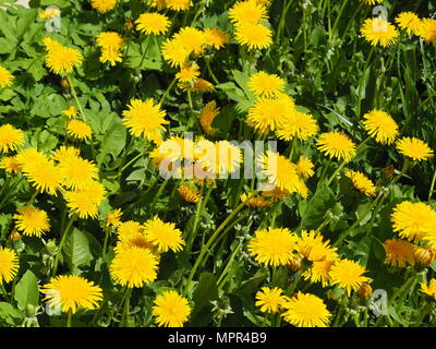 Löwenzahn - Taraxacum officinale. Foto in Lodz, Polen Stockfoto